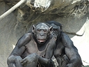 Image thumbnail
